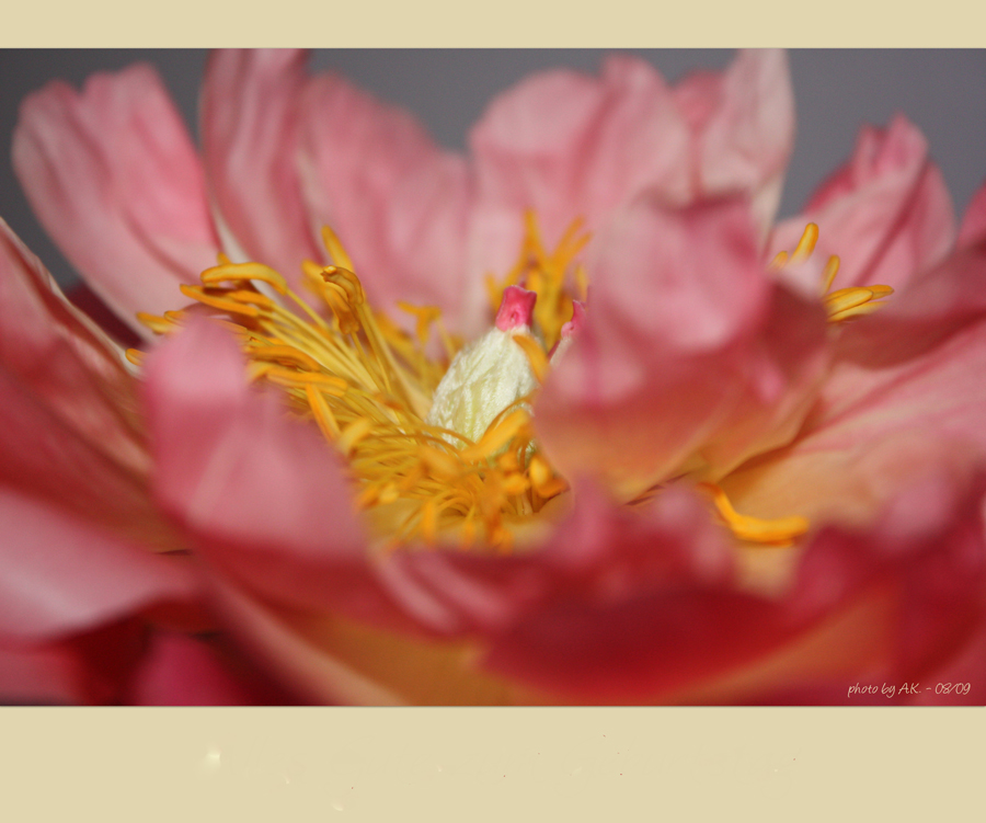 ~peony~