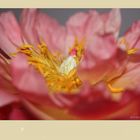 ~peony~