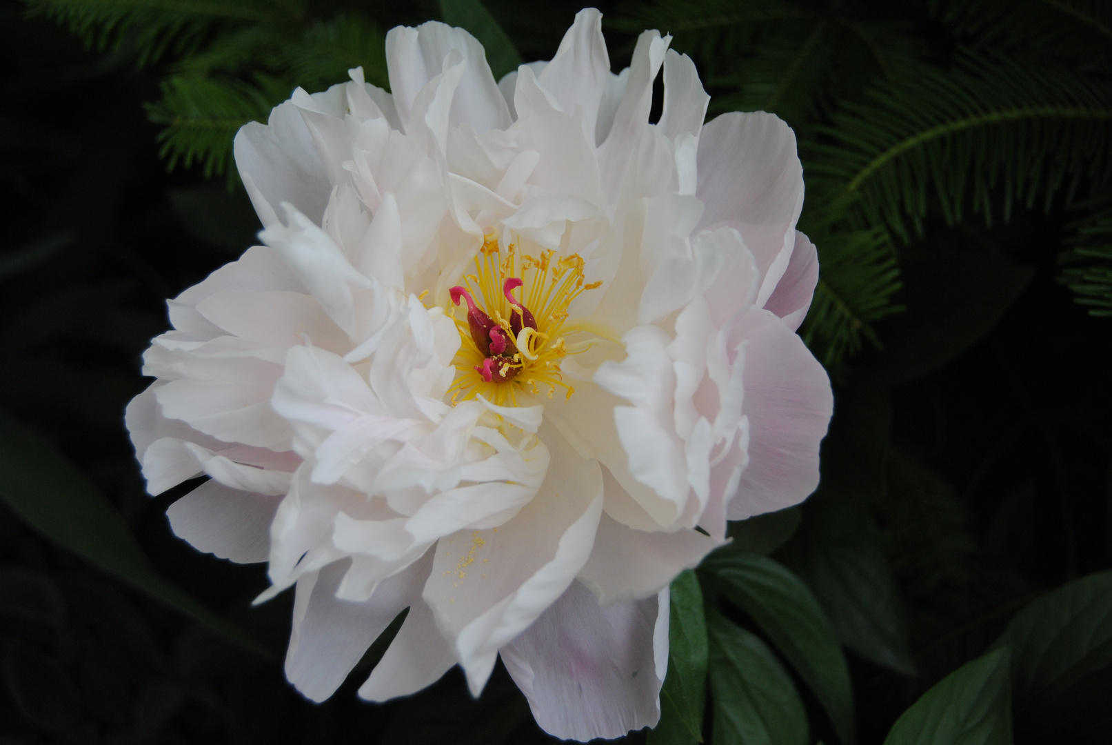 Peony flower