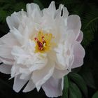 Peony flower