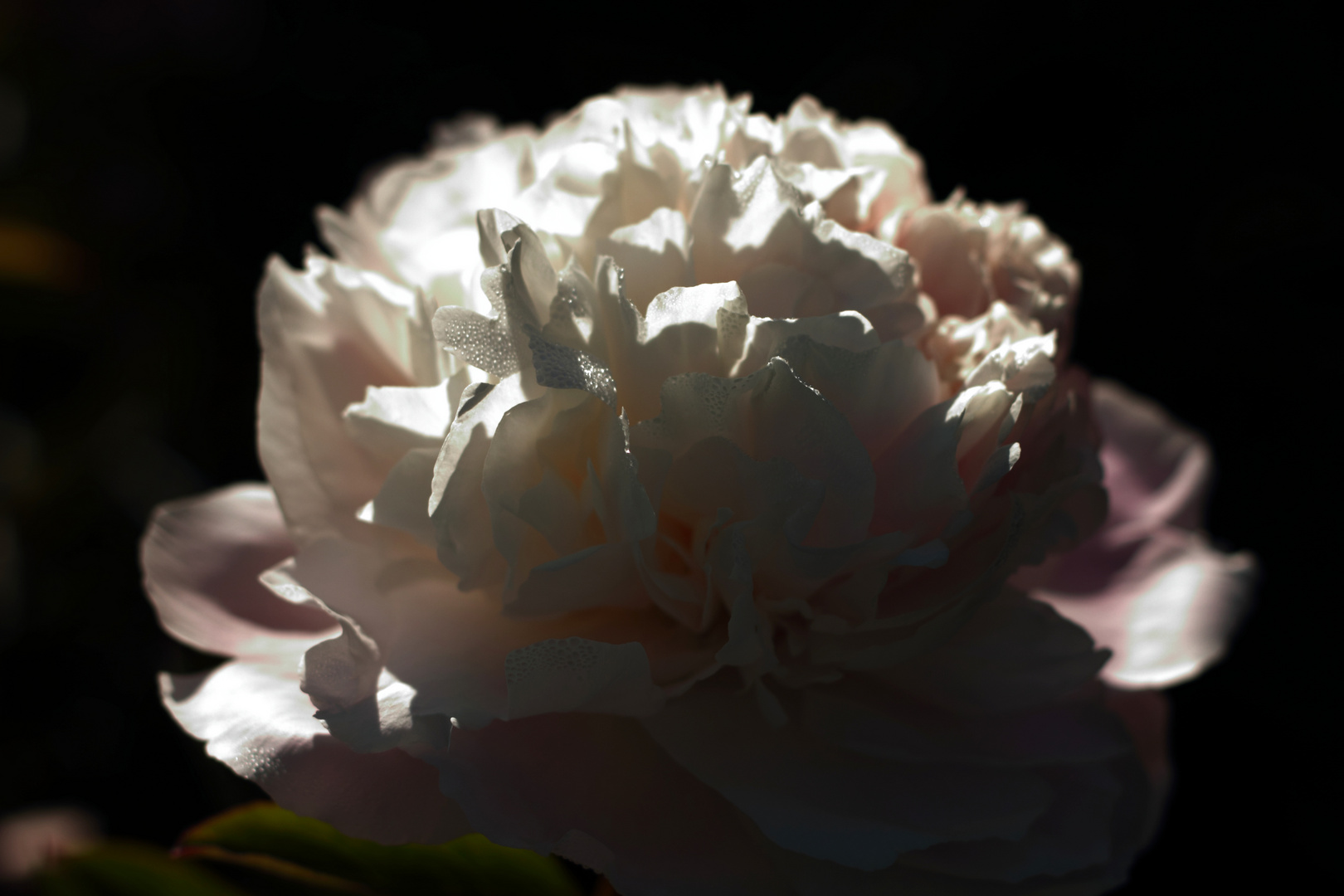 Peony flower and morning dew.