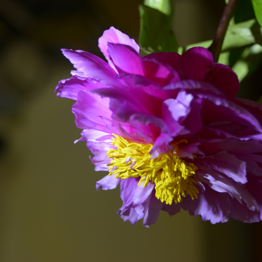 peony-petticoat-like