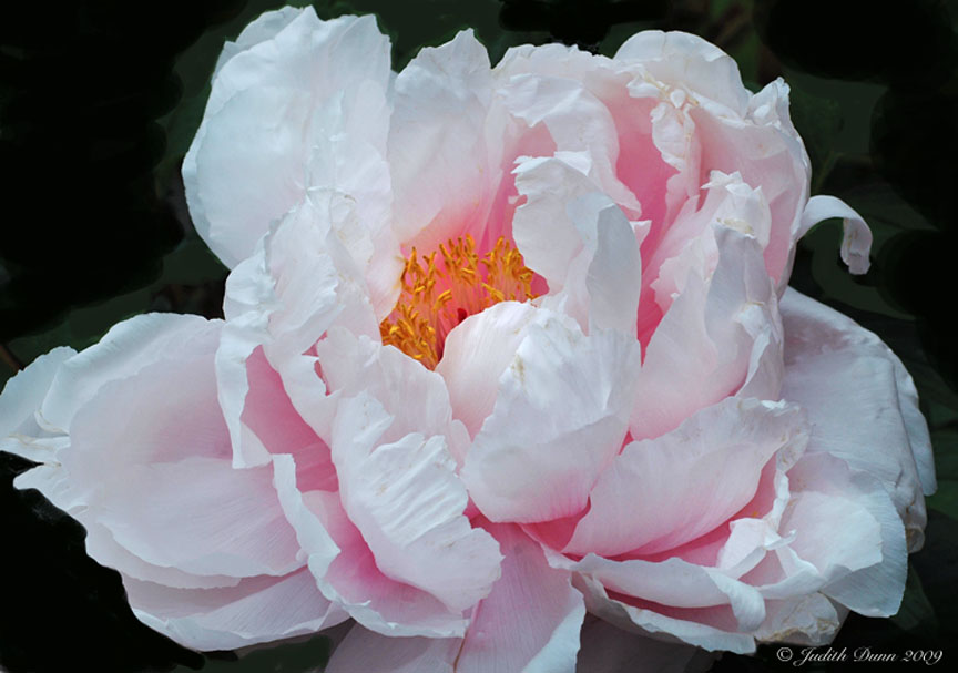 Peony Princess...