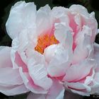 Peony Princess...