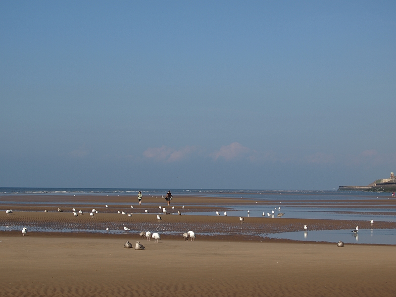 People & Birds