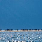 people walking on water