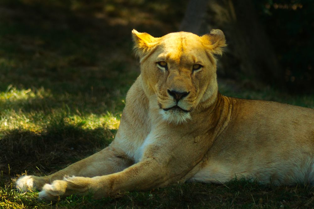 People watcher Foto & Bild natur, zoo, tiere Bilder auf