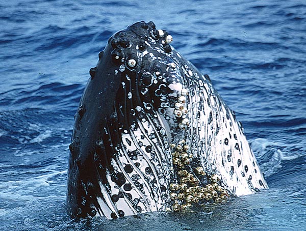 People-watching by whales