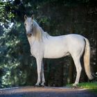 Pep - da steht ein Pferd im Wald ;)