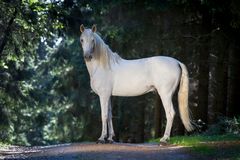 Pep - da steht ein Pferd im Wald ;)