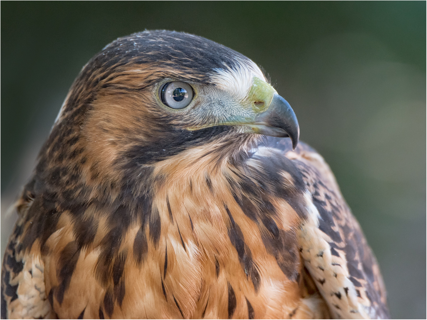 Pepe Foto & Bild natur, porträt, zoo Bilder auf