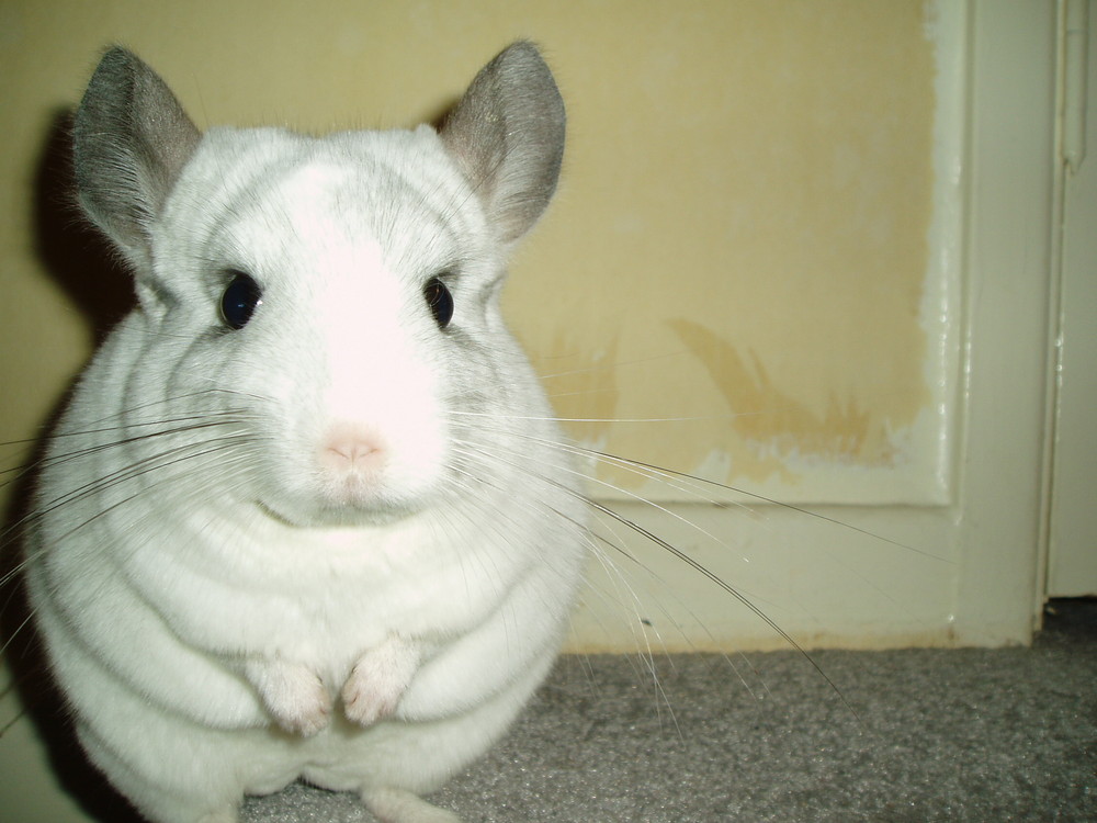 Pepe Chinchilla