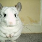 Pepe Chinchilla