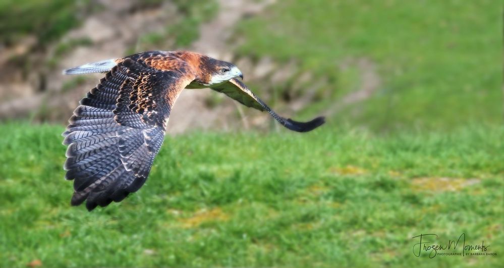 PEPE Foto & Bild canon, nature, natur Bilder auf