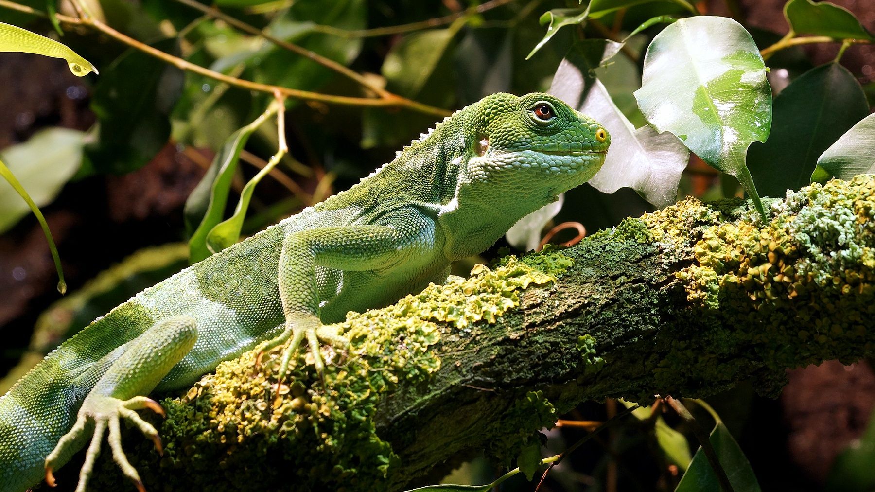 Pepe - Fidschileguan (Brachylophus fasciatus)