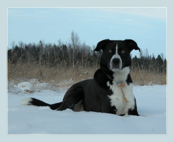 Pepe im Schnee