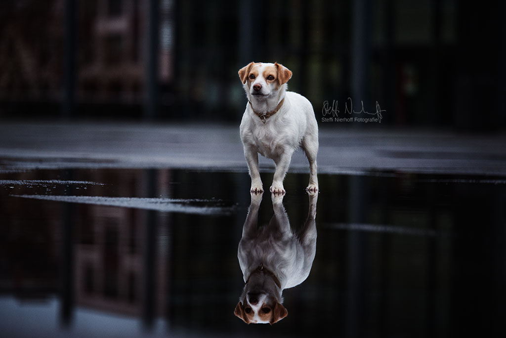 Pepe in Mainz Foto & Bild tiere, haustiere, hunde Bilder auf