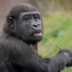 Pepe - junger Gorilla