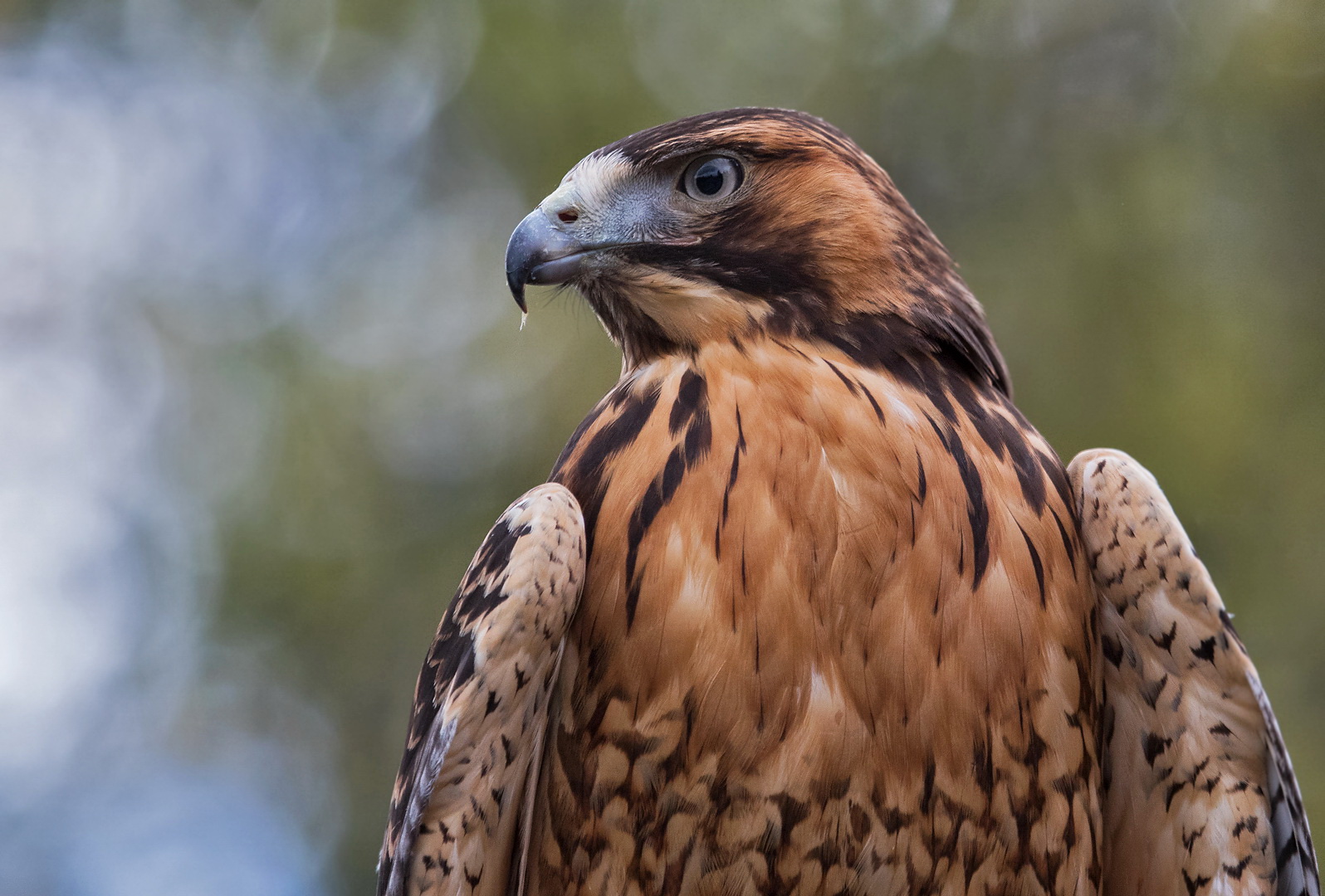 Pepe-Rotrückenbussard