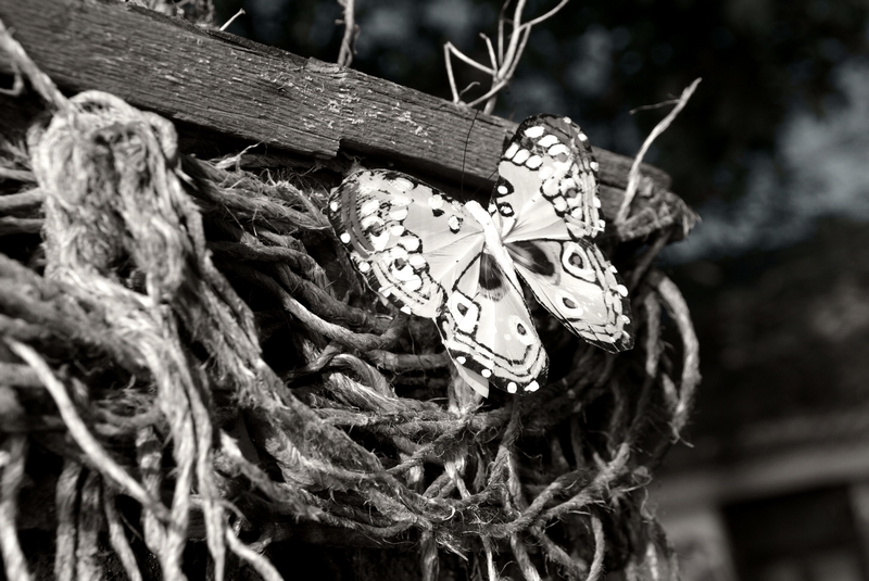 pepela (Mariposa)