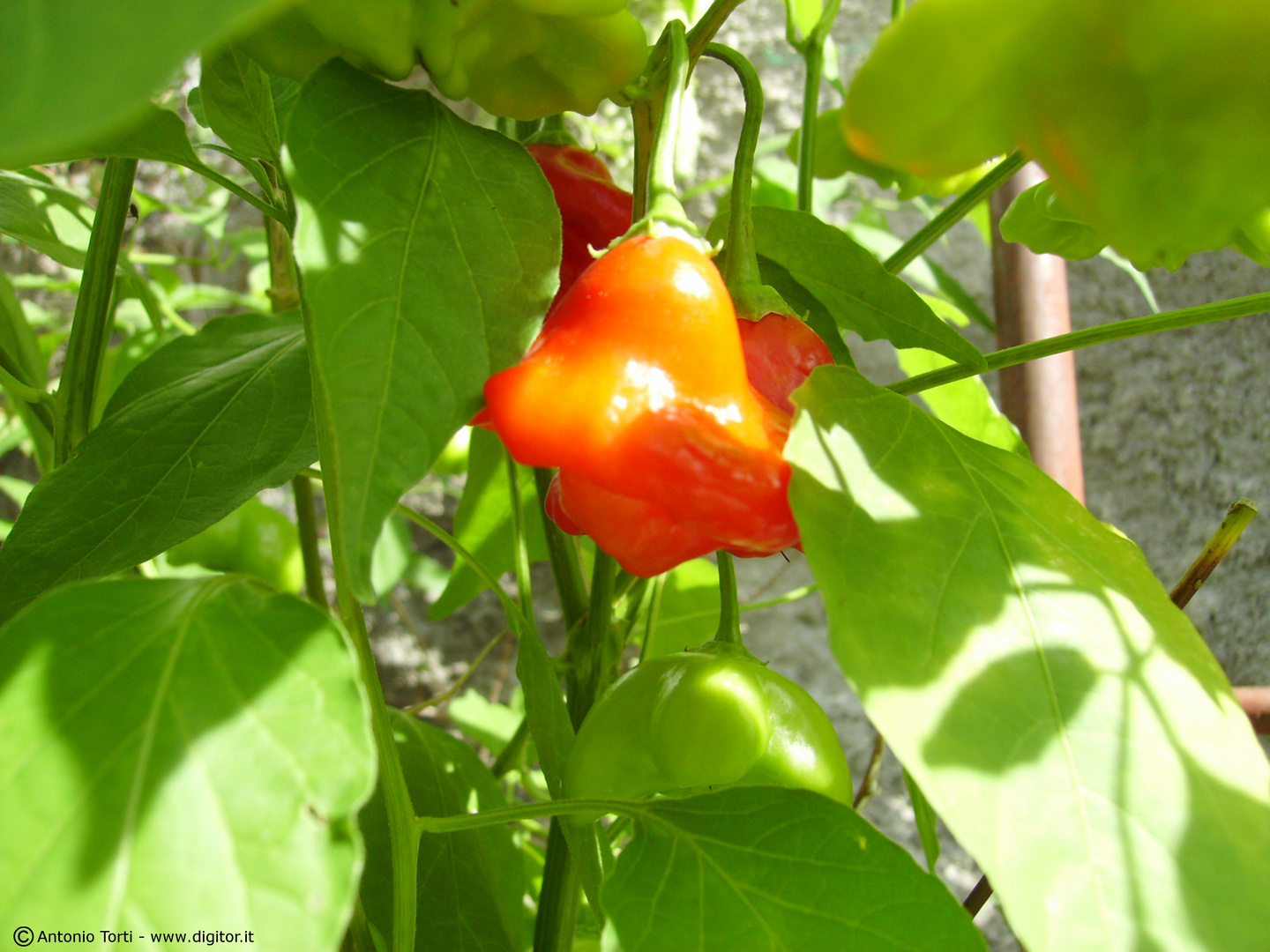 Peperoncino