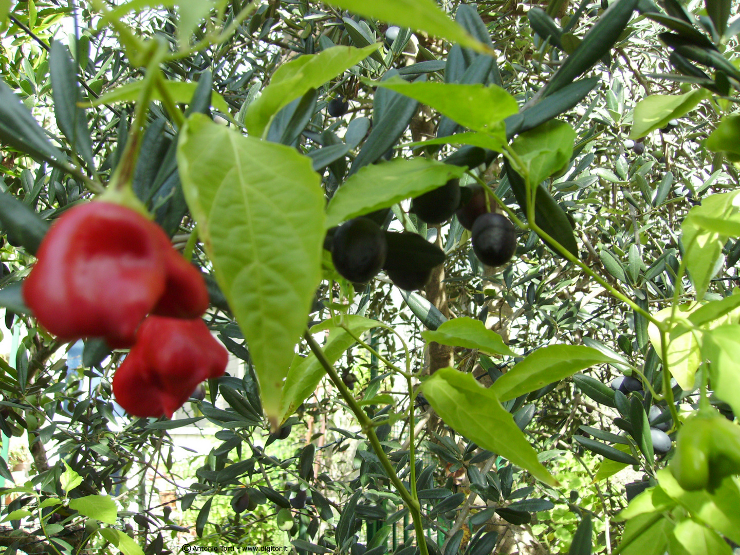 Peperoncino e olive