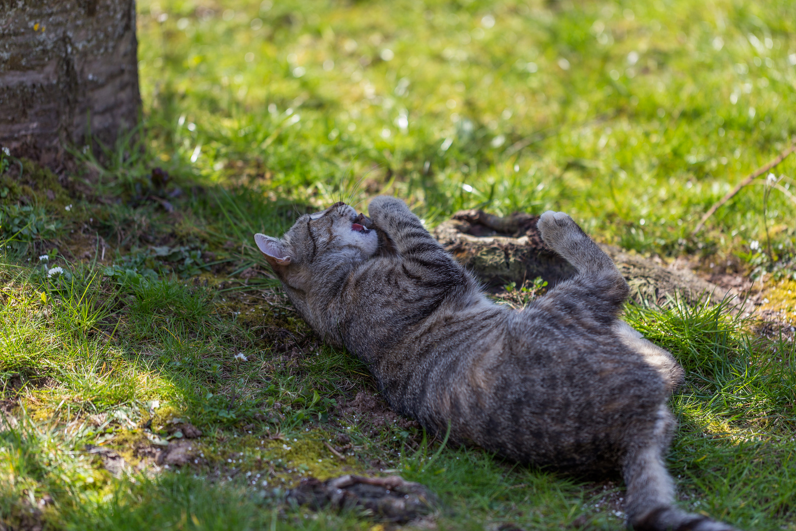 Pepina beim Mäusepicknick 