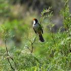 Pepitero de collar (Saltator aurantiirostris)