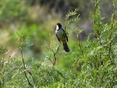 Pepitero de collar (Saltator aurantiirostris)