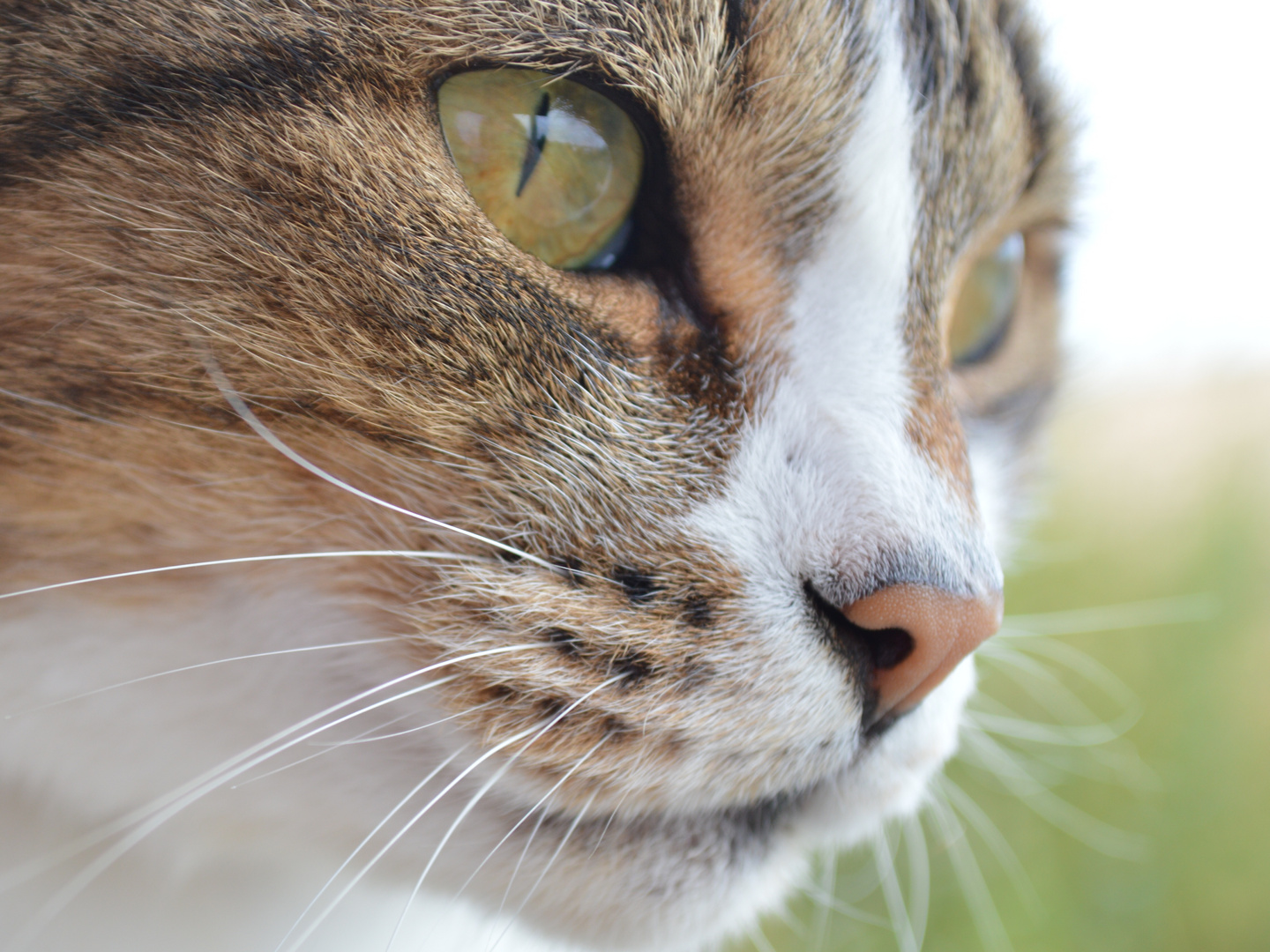 Pepito et ses moustaches - Balcon