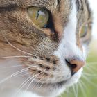 Pepito et ses moustaches - Balcon