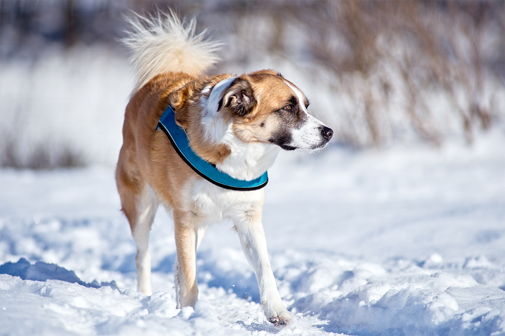 Pepito im Schnee