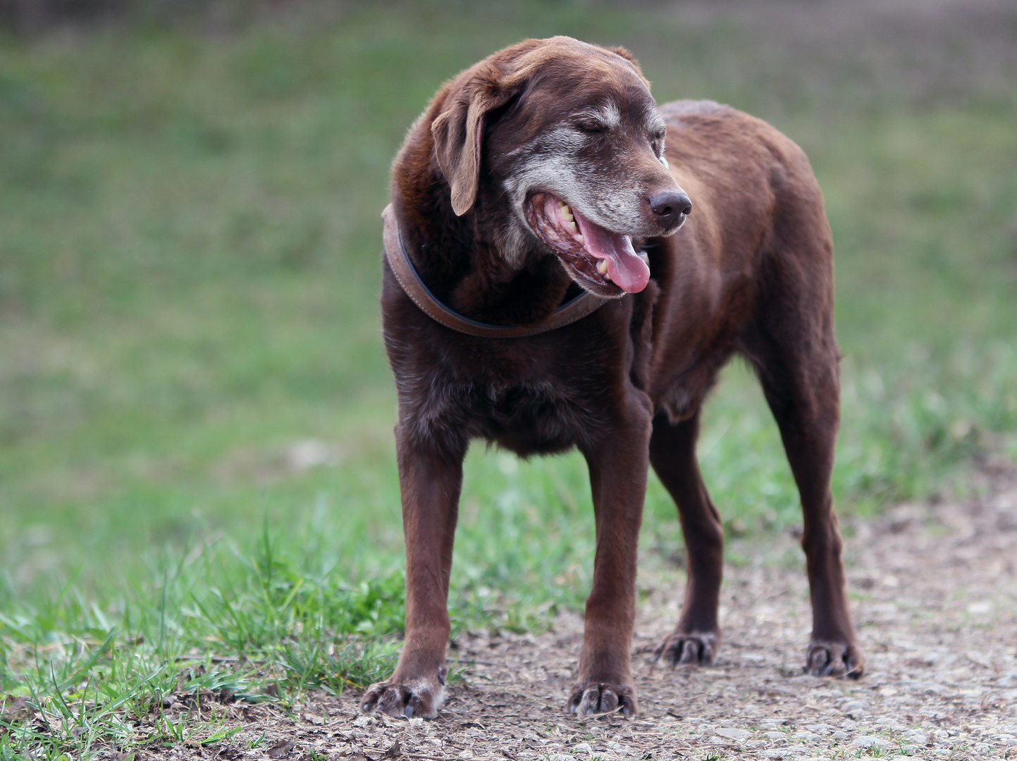 Pepper beim Morgenspaziergang