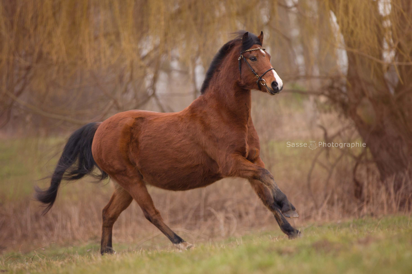 Pepper das Pony