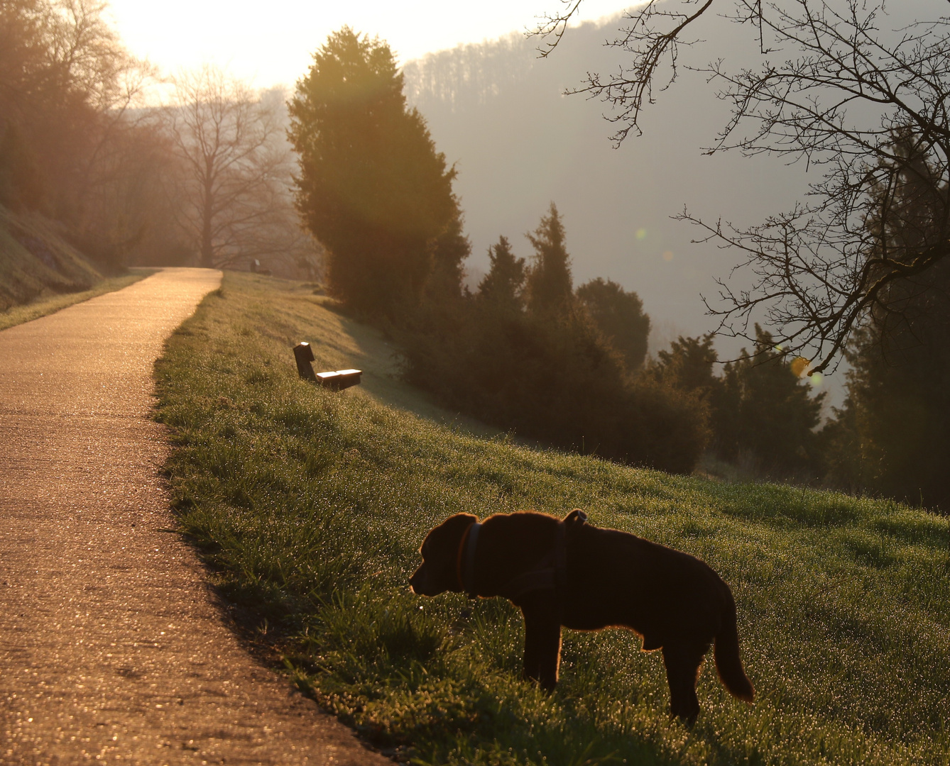 Pepper im Licht des Morgens