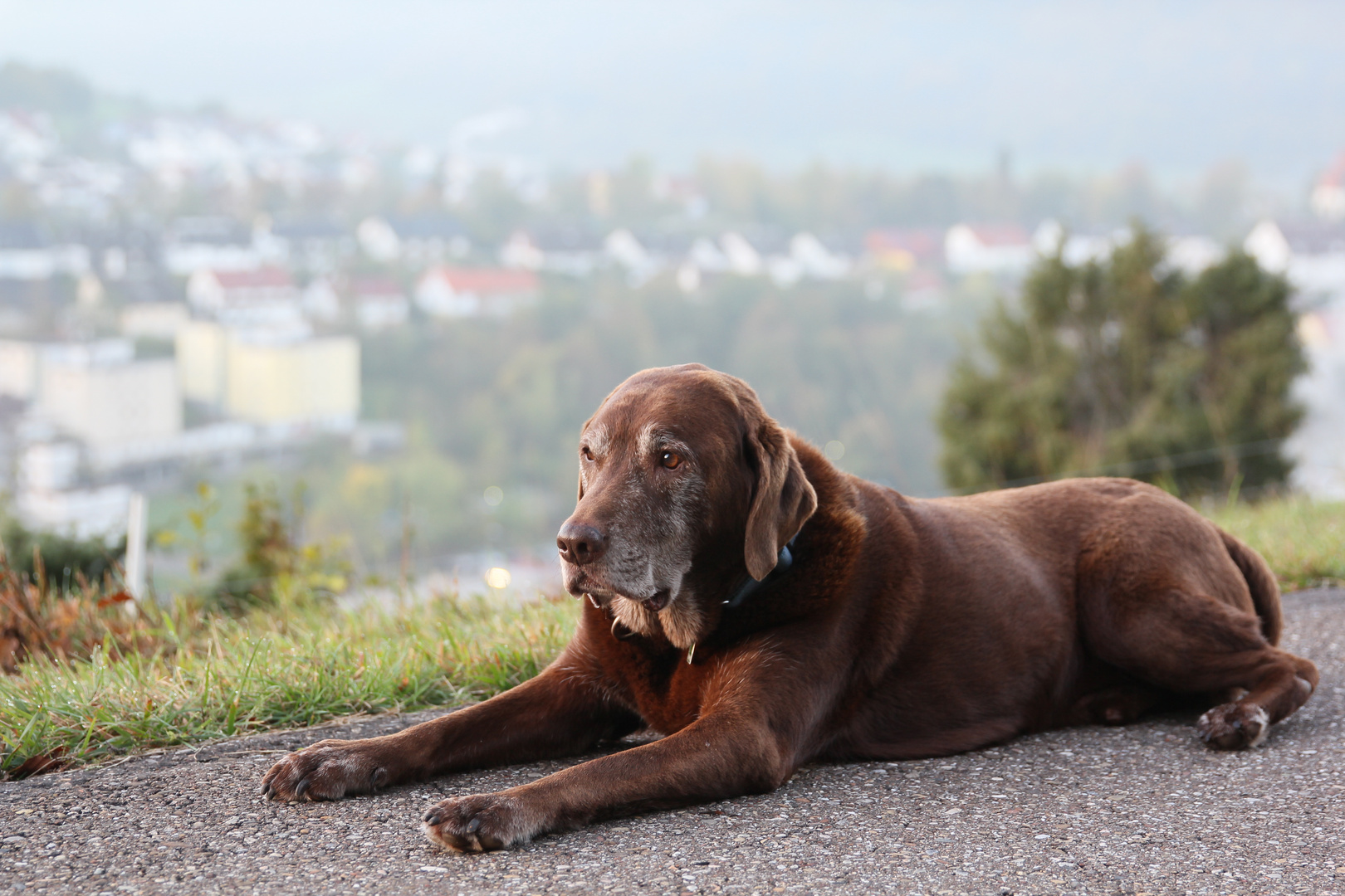 Pepper im Oktober 2014