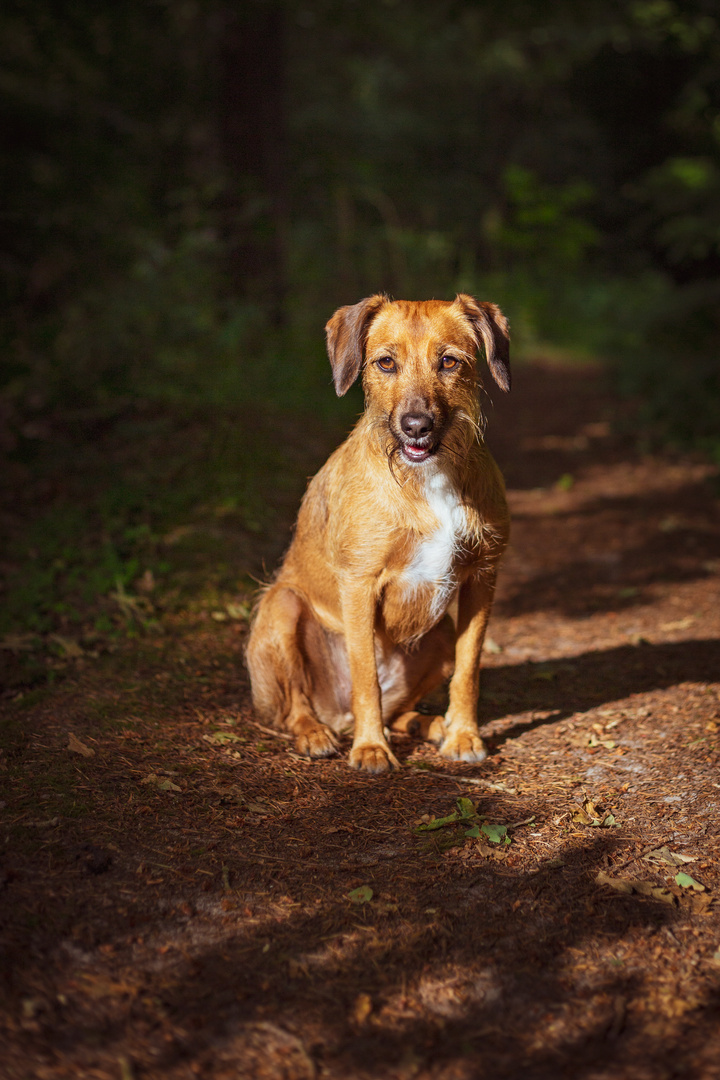 Pepper im Wald