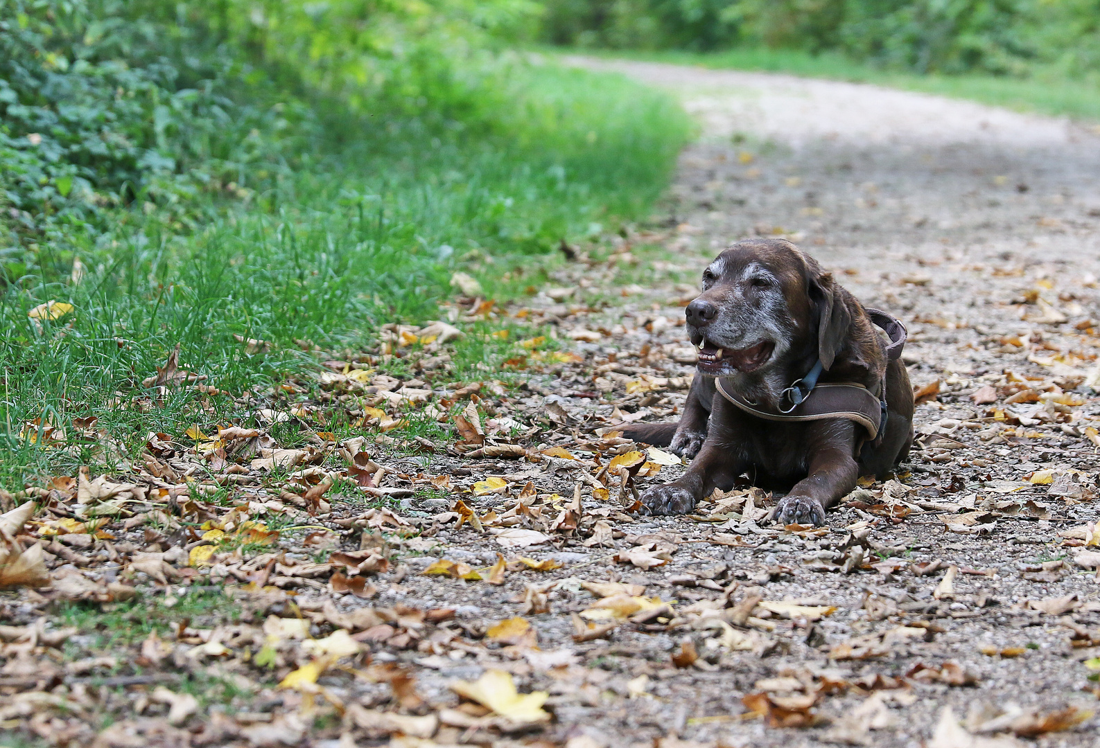 Pepper in seinem letzten Herbst?