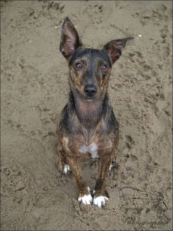 Pepper Peanut, Elbstrand Juli 2022