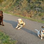 Pepper, Sari und Pünktchen in der Morgensonne