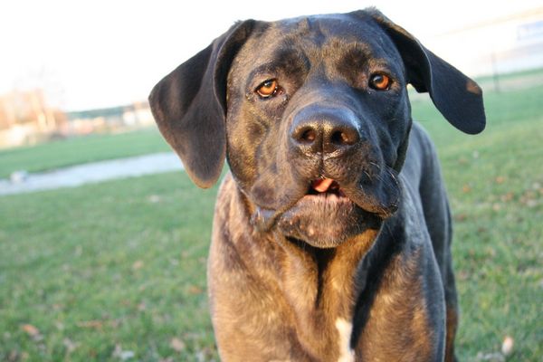 Pepper, schau doch mal ganz lieb !!!!