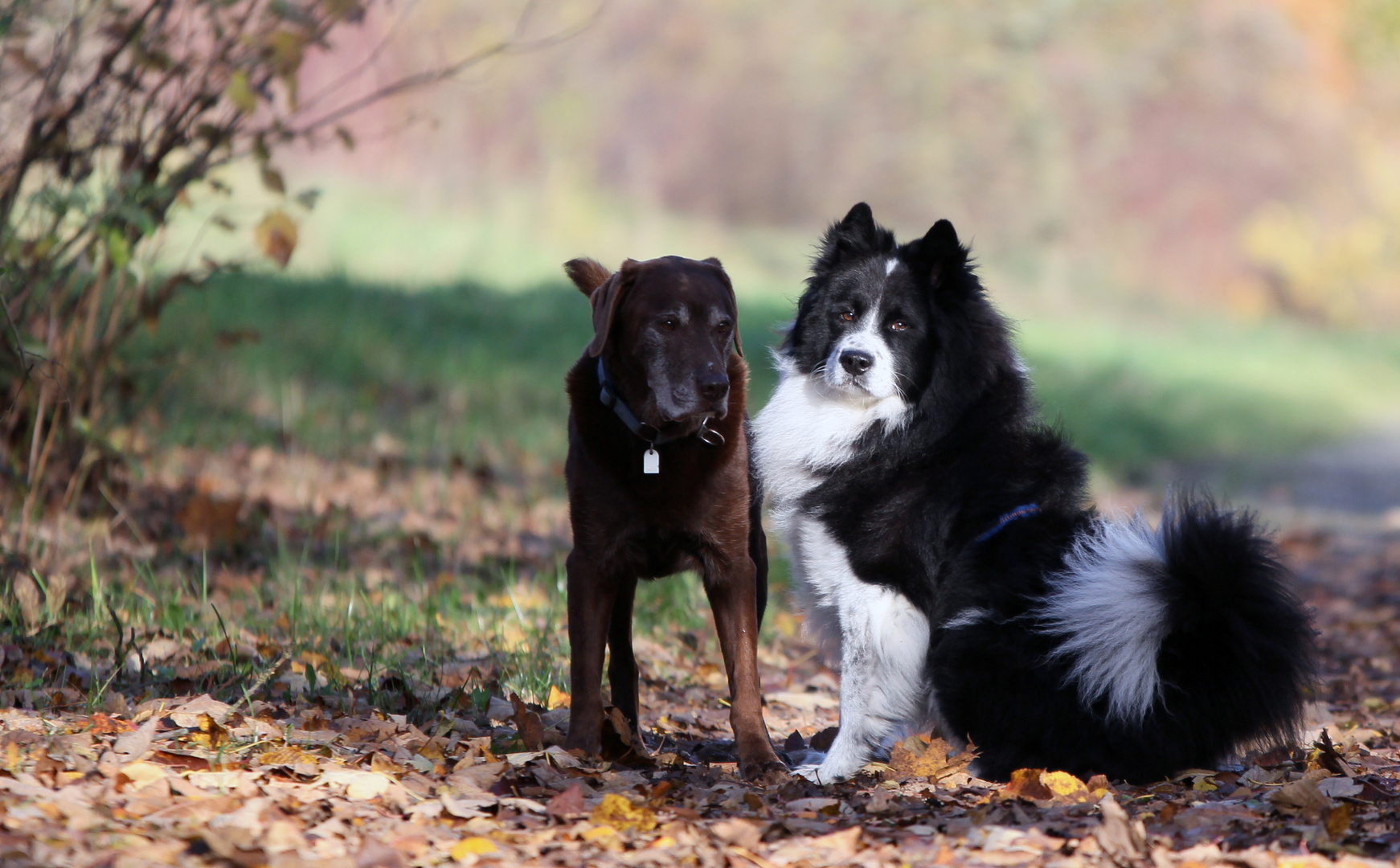 Pepper und Ben