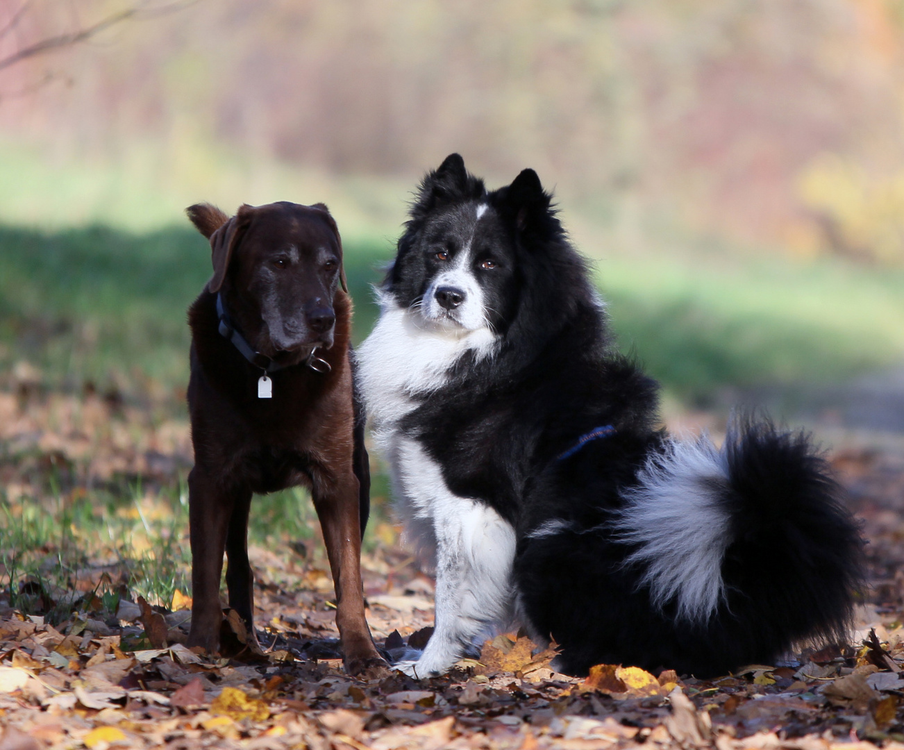 Pepper und Ben die II