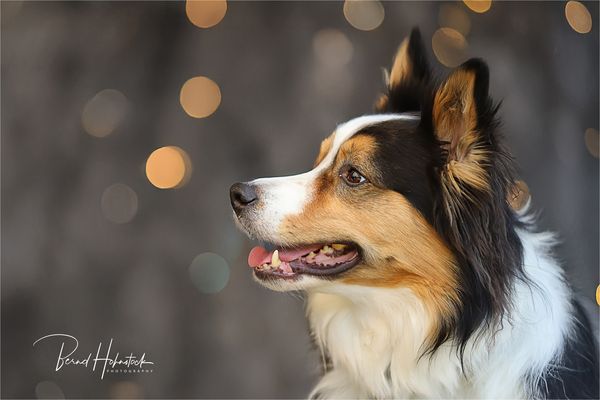 Pepper und Freunde ....