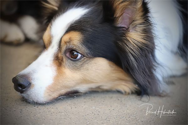 Pepper und Freunde ....