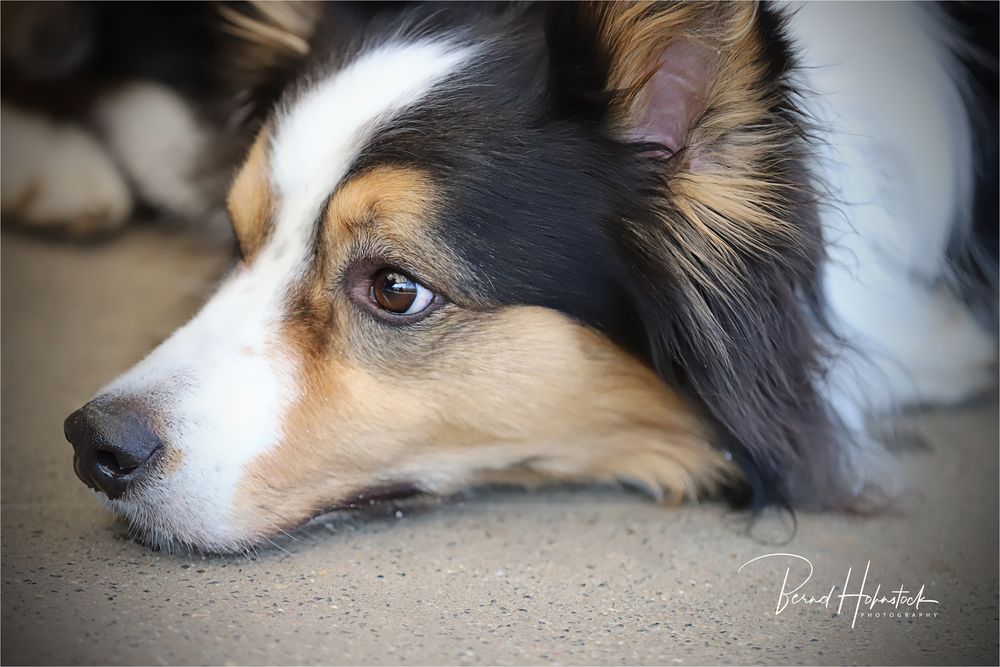 Pepper und Freunde ....