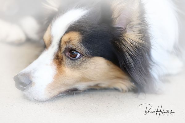 Pepper und Freunde ....