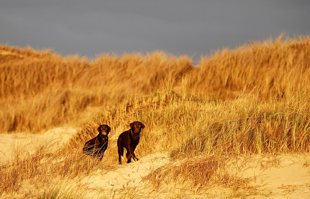 ...Pepper und Kaba in Denmark...