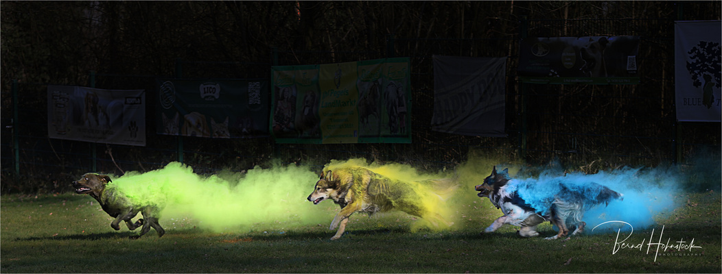 Pepper und seine Freunde ....