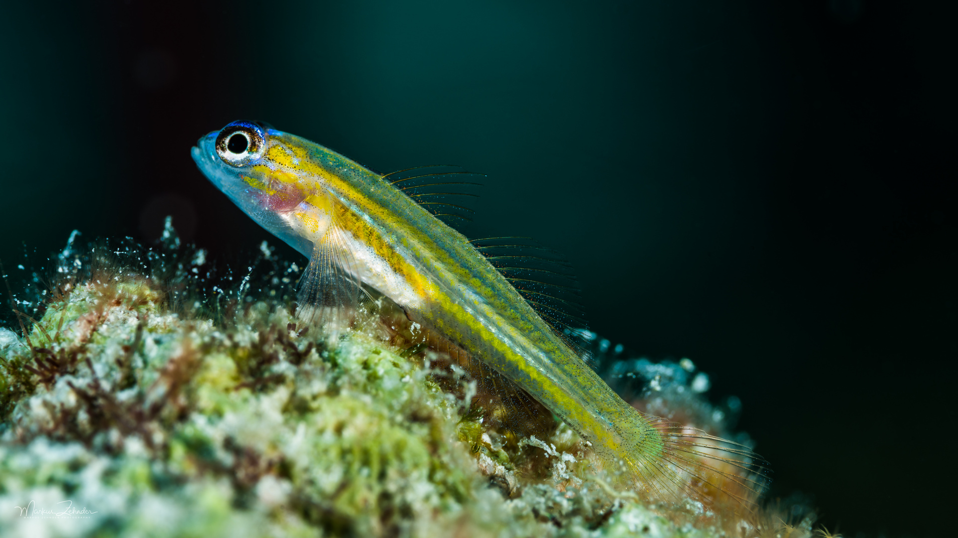 Peppermint Goby